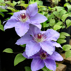 Clematis Vancouver Sea Breeze